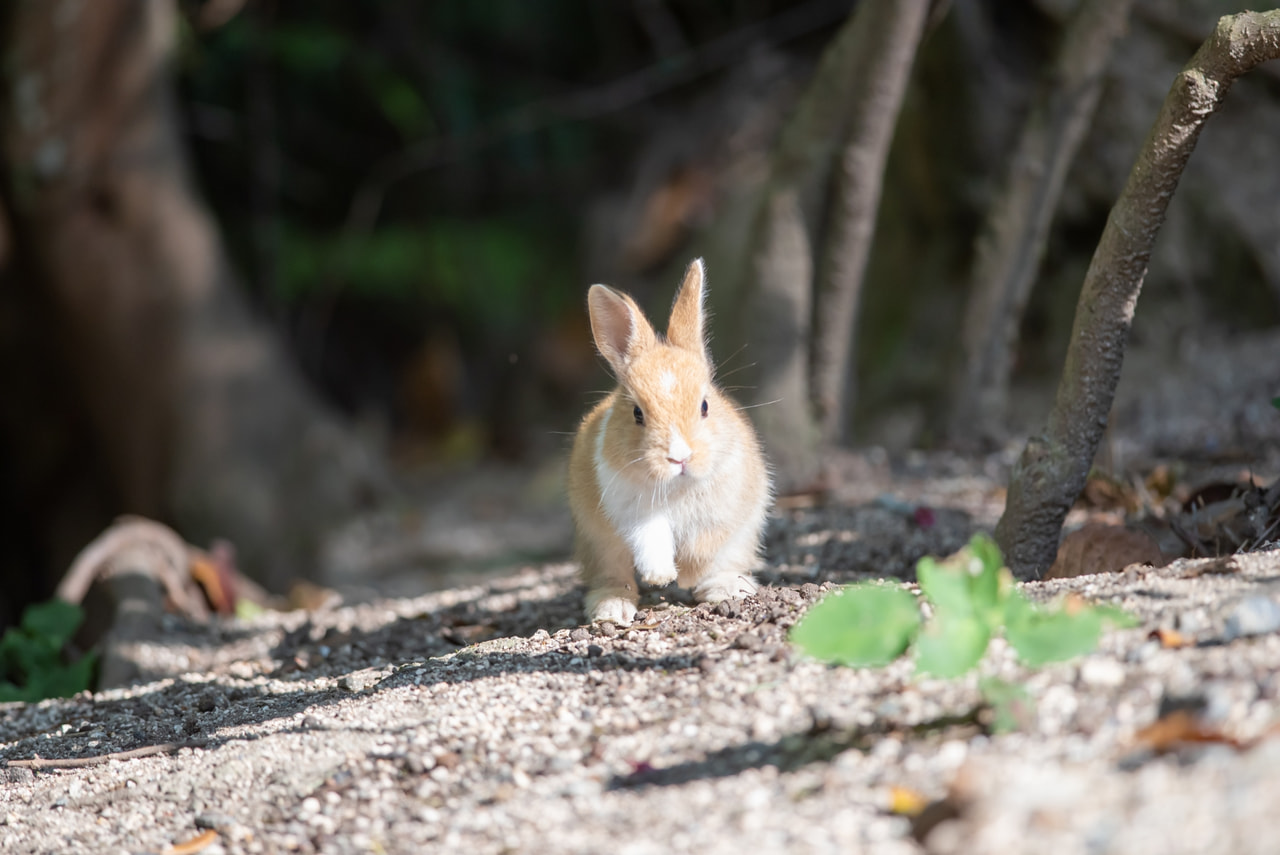 大久野島（うさぎ島）画像