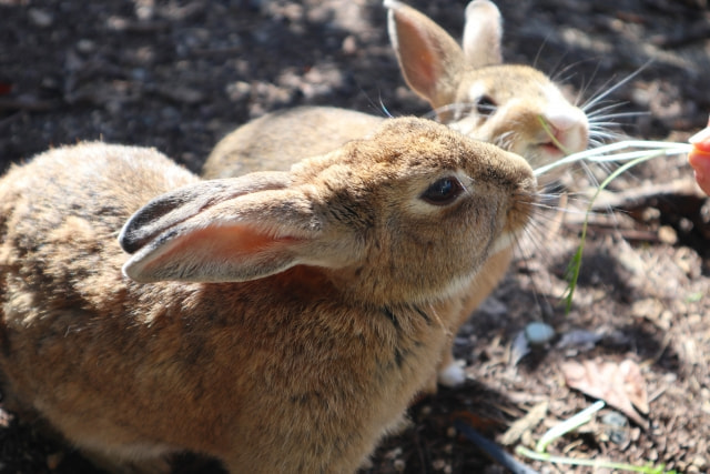 大久野島（うさぎ島） 写真